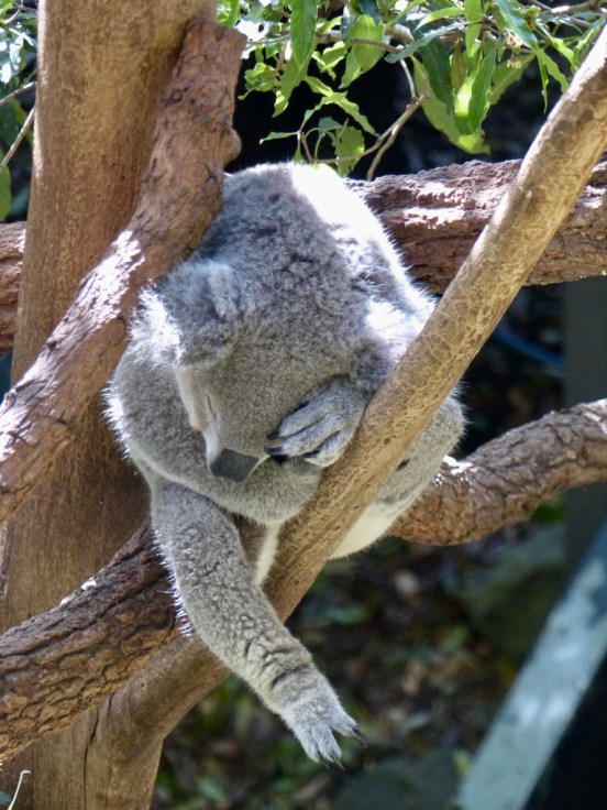 qj0sw71tnar0b34rv1ybw_thumb_3f75