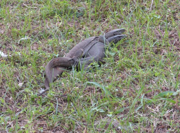 5NdD1KcNT+6PNawinvS18w_thumb_532d