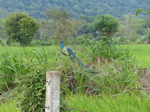 UNADJUSTEDNONRAW_thumb_532c